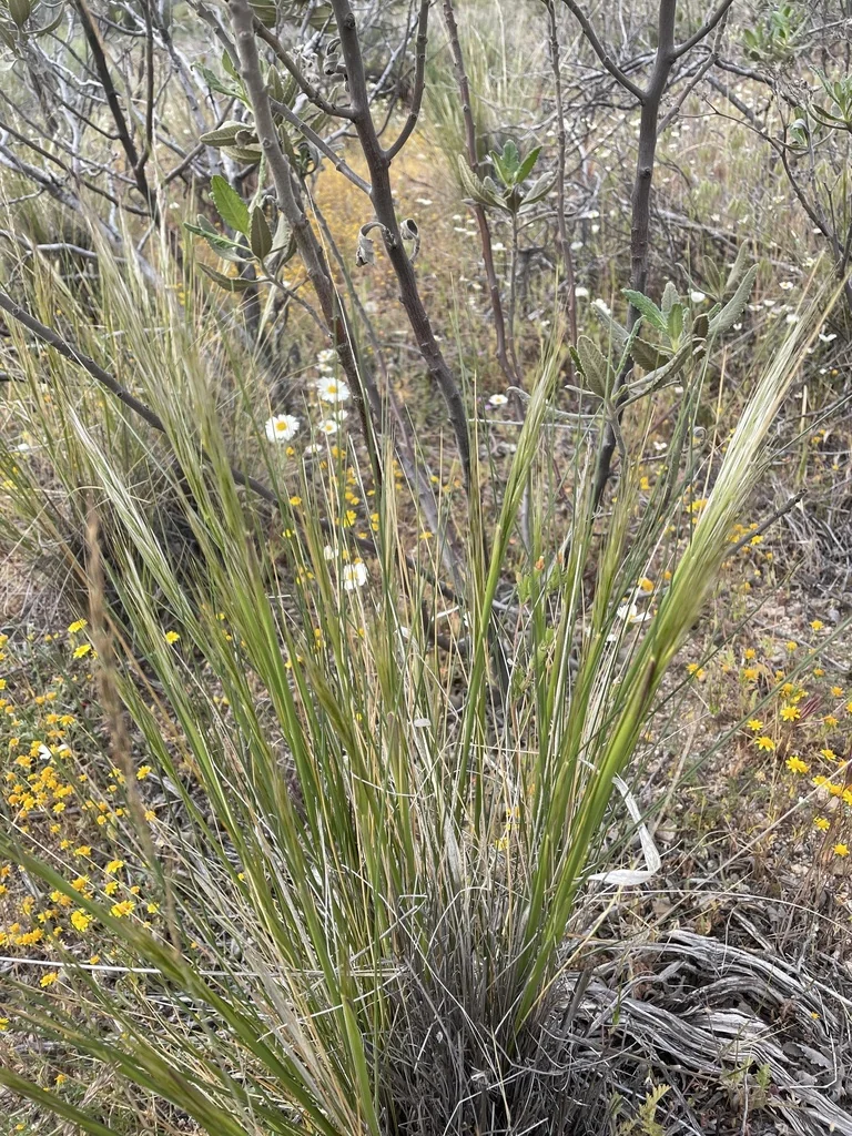 Stipa speciosa