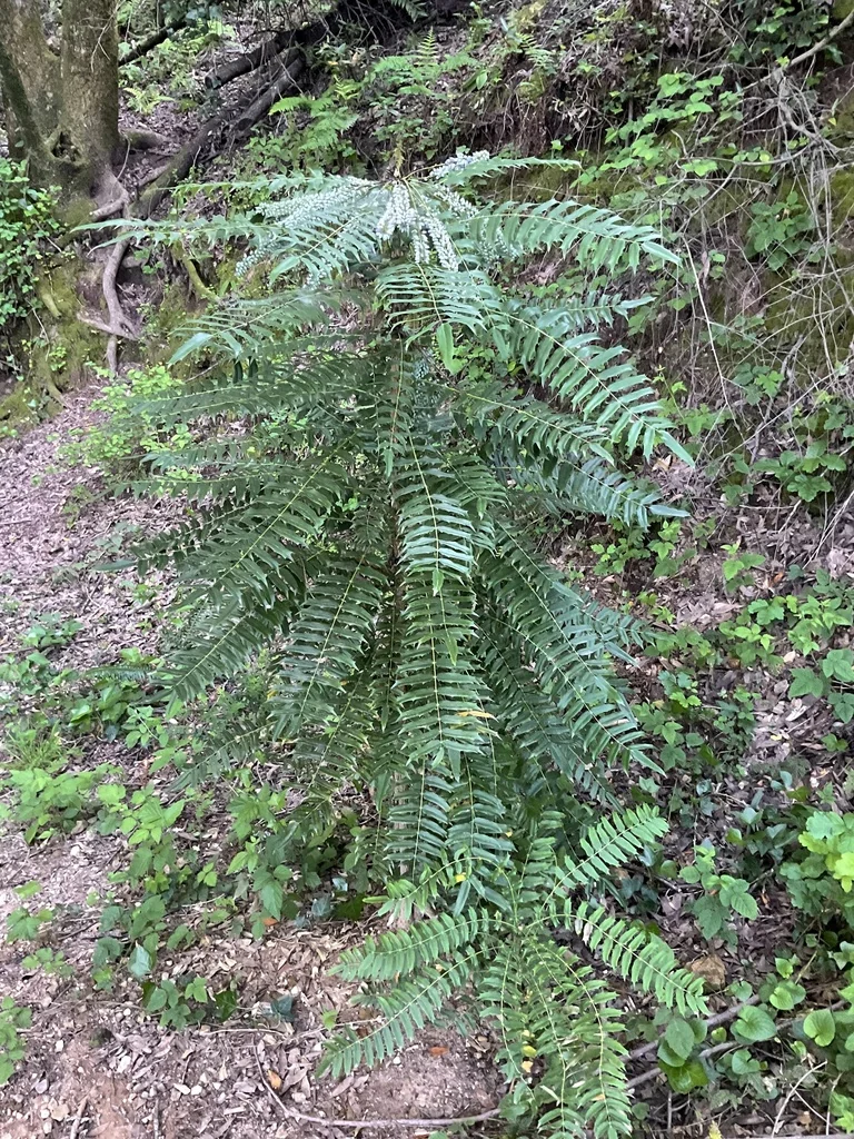 Mahonia Lomariifolia