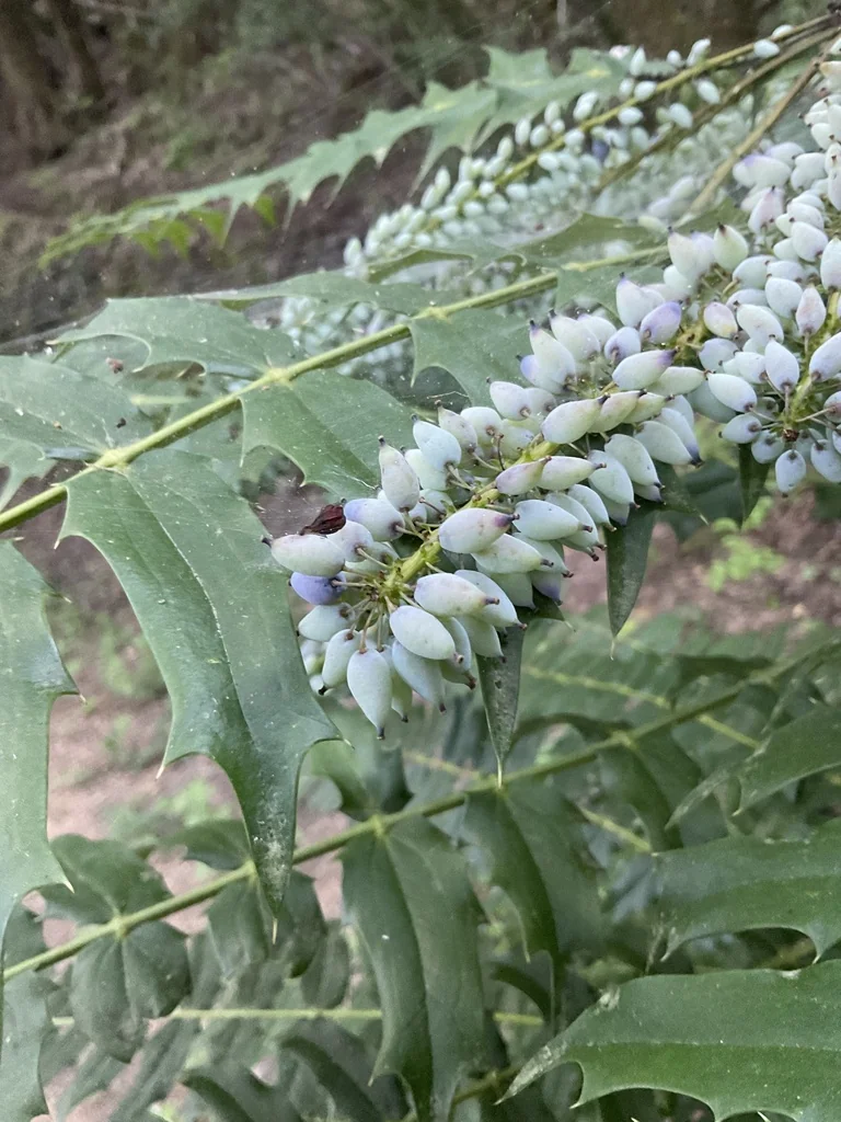 Mahonia Lomariifolia