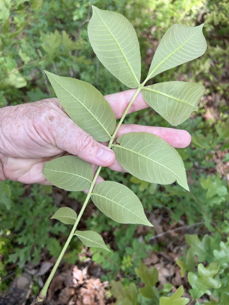 Carya Pallida