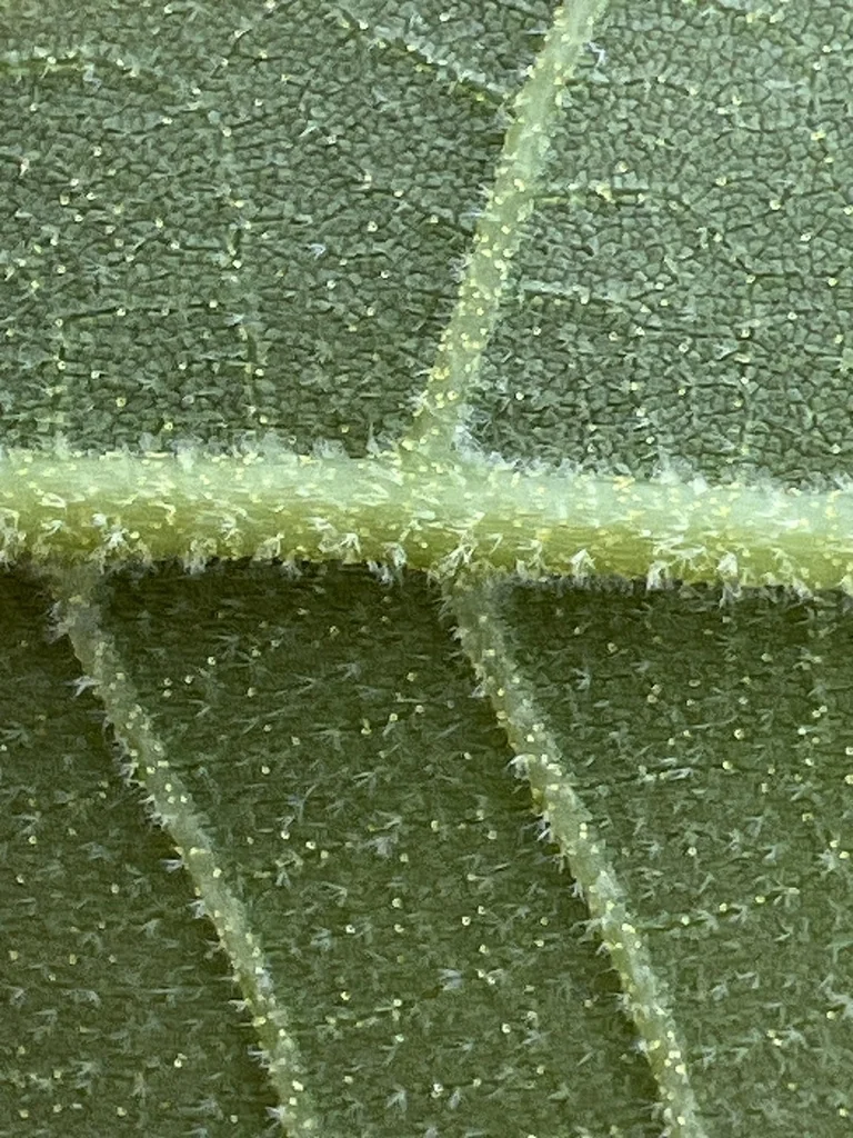Carya Pallida