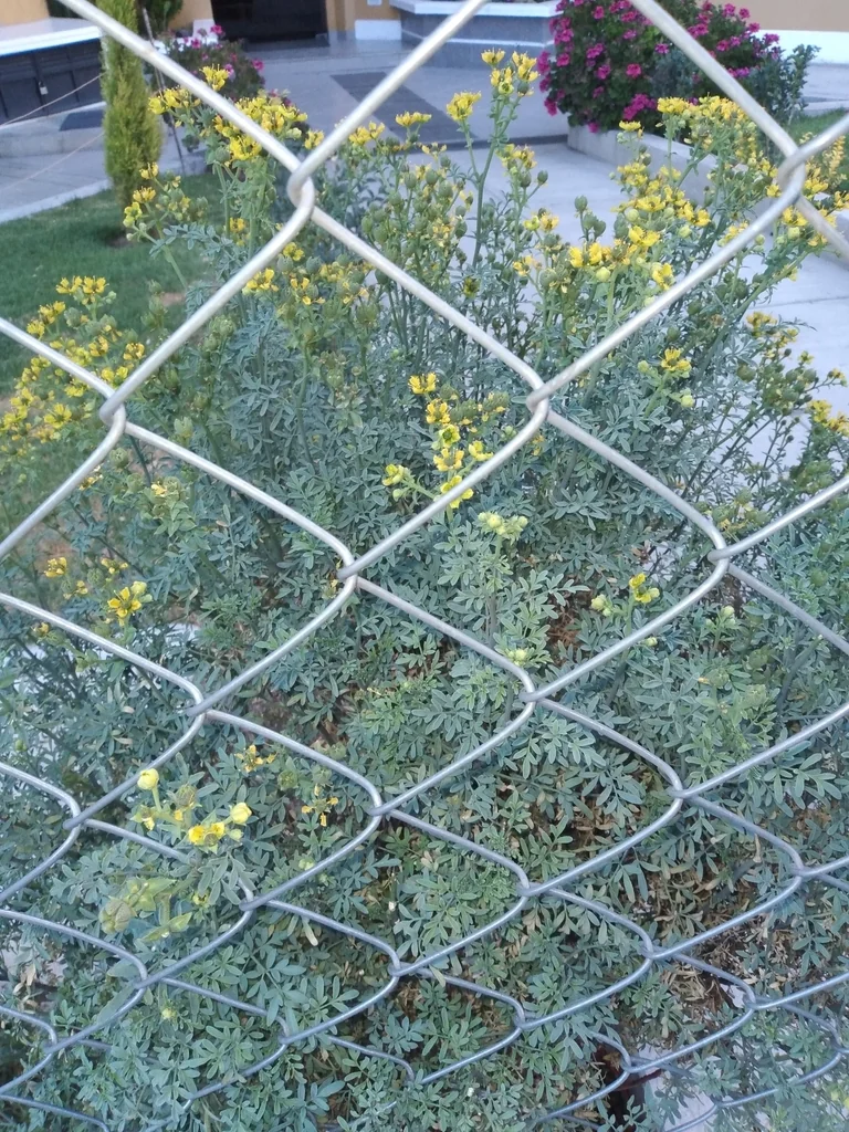 Ruta Graveolens