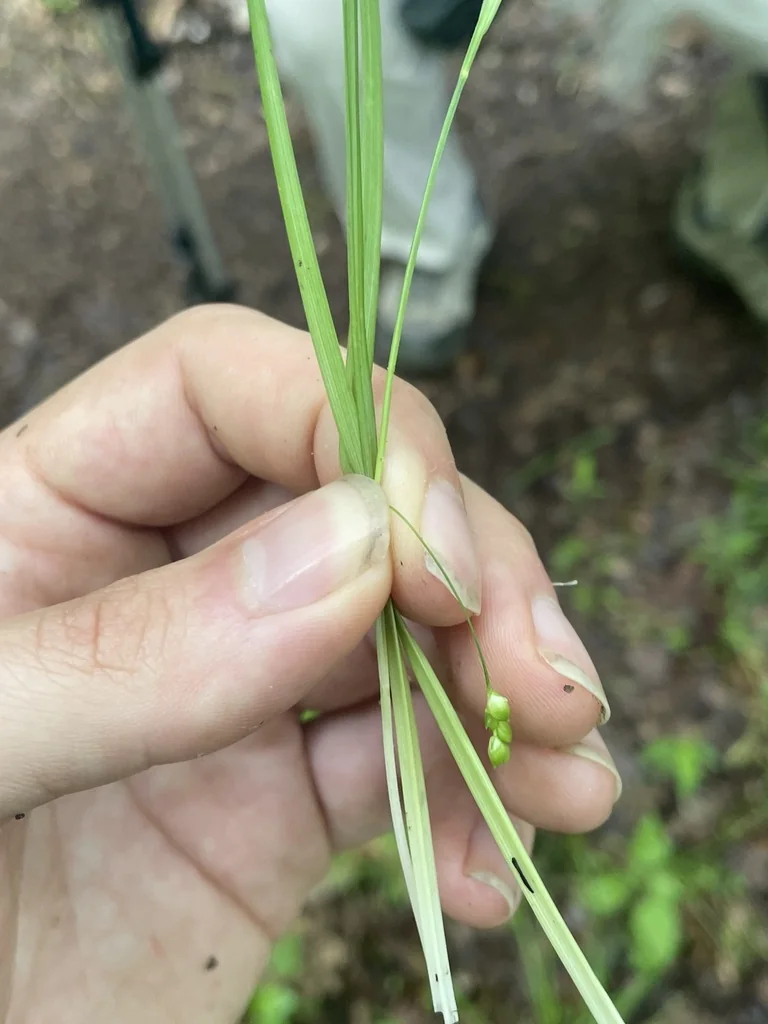 Carex laxiculmis