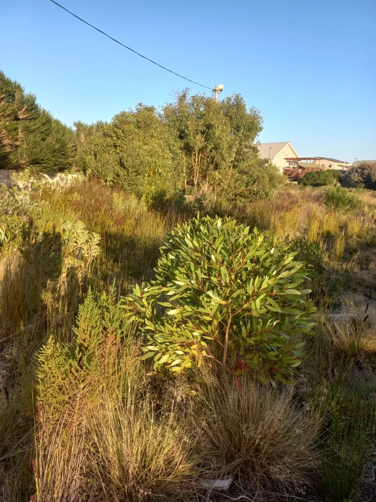 Eucalyptus Conferruminata