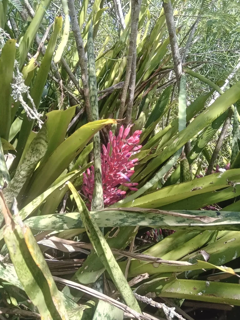Portea Petropolitana