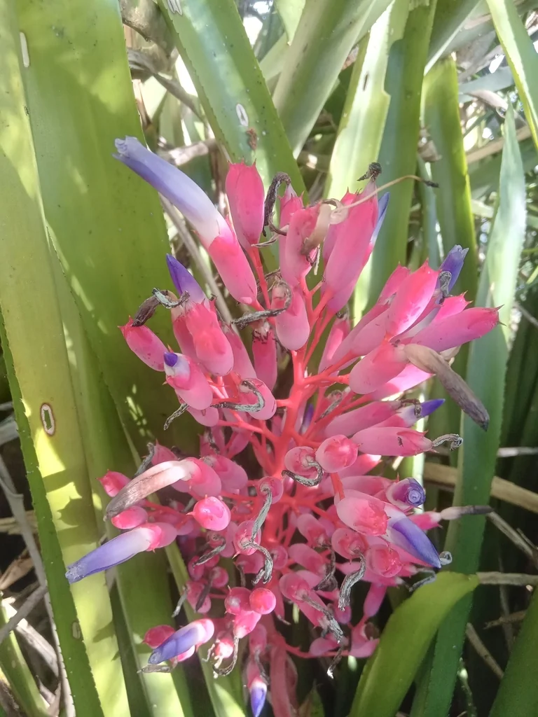 Portea Petropolitana