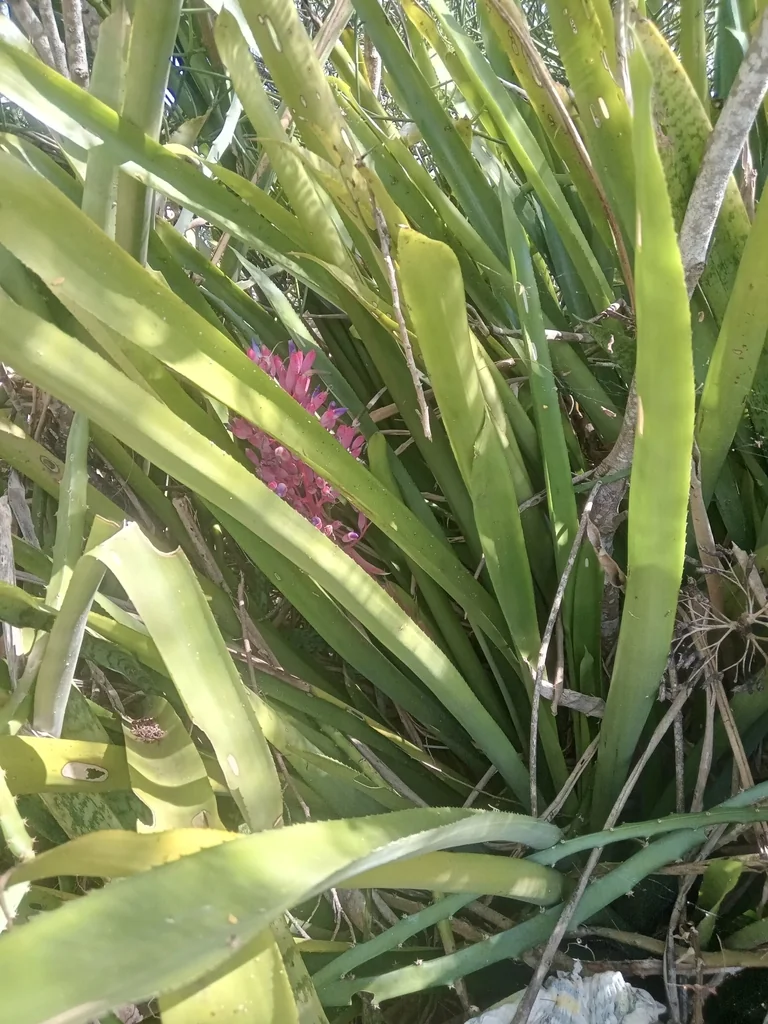 Portea Petropolitana