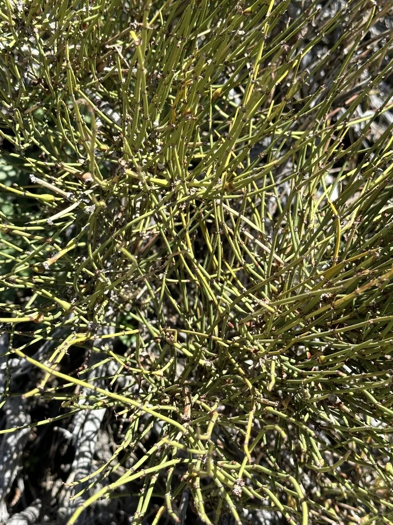 Ephedra Californica
