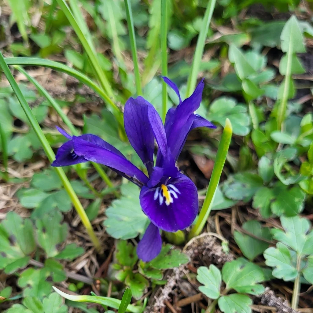 Iris Reticulata