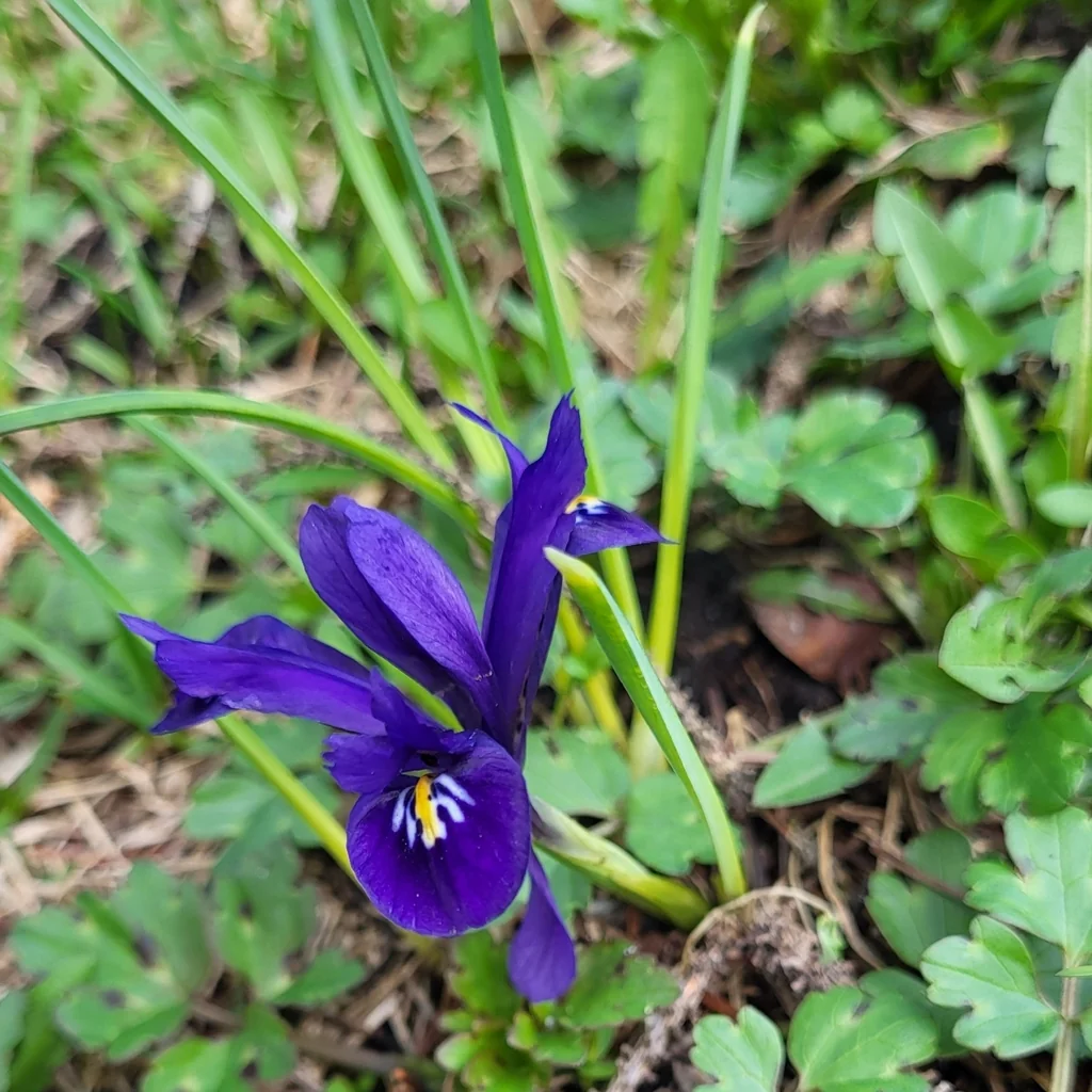 Iris Reticulata