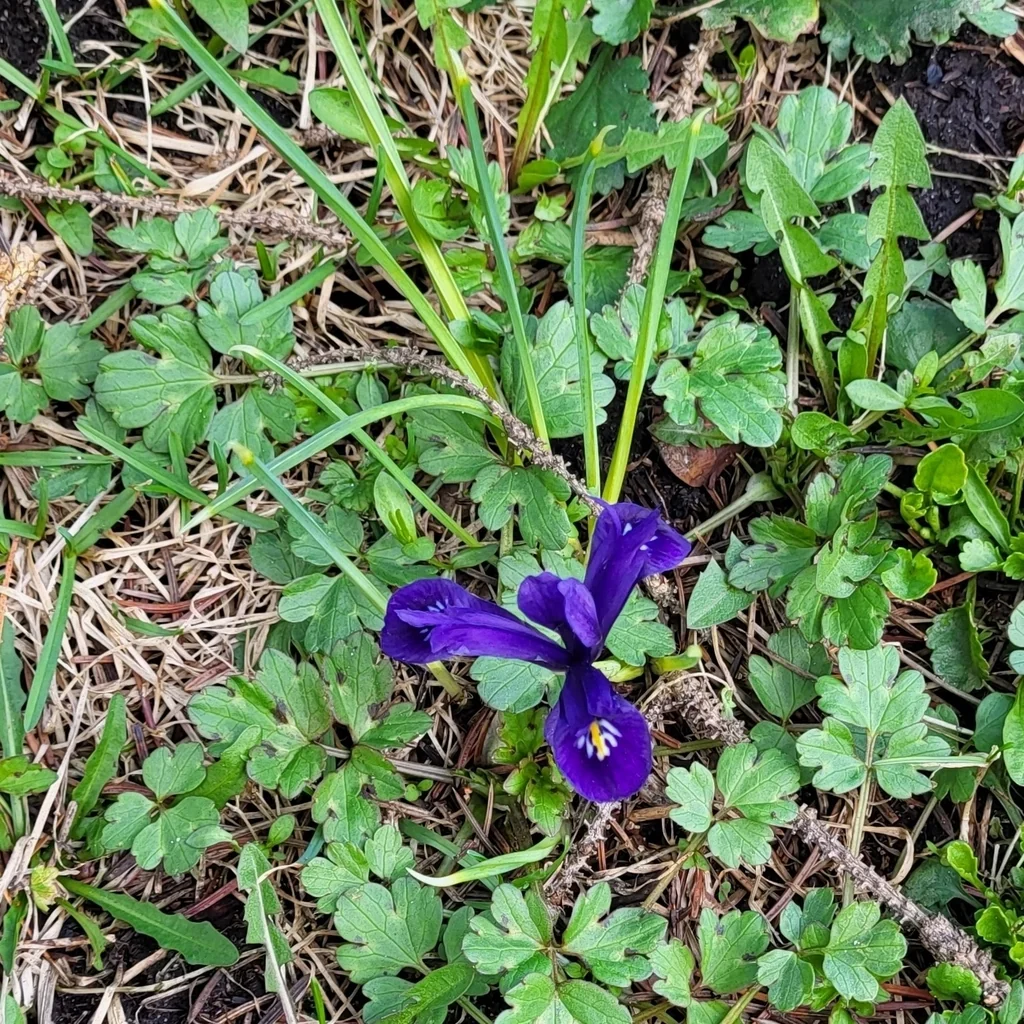 Iris Reticulata