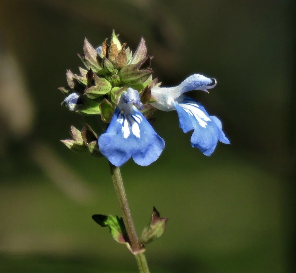 Salvia Uliginosa