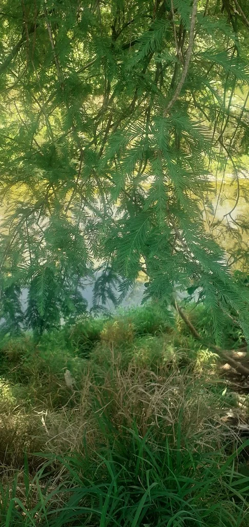 Taxodium Mucronatum