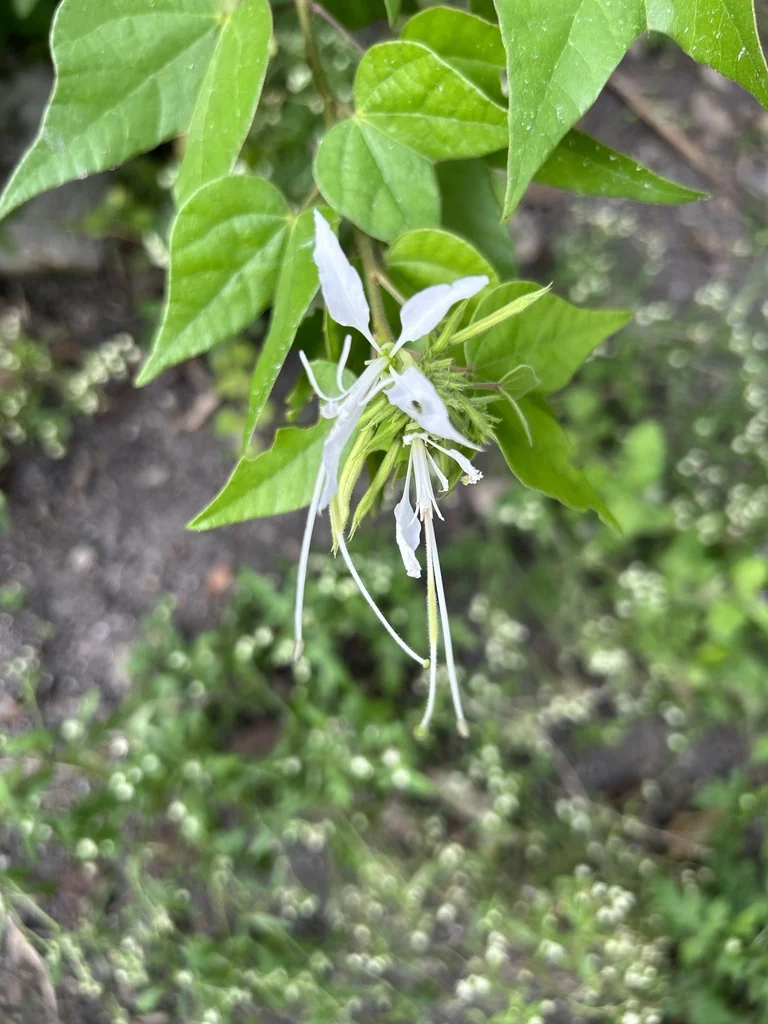 Bauhinia Mexicana