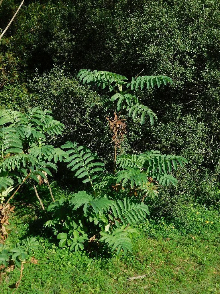 Melianthus Major