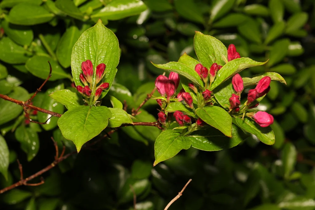 Weigela florida