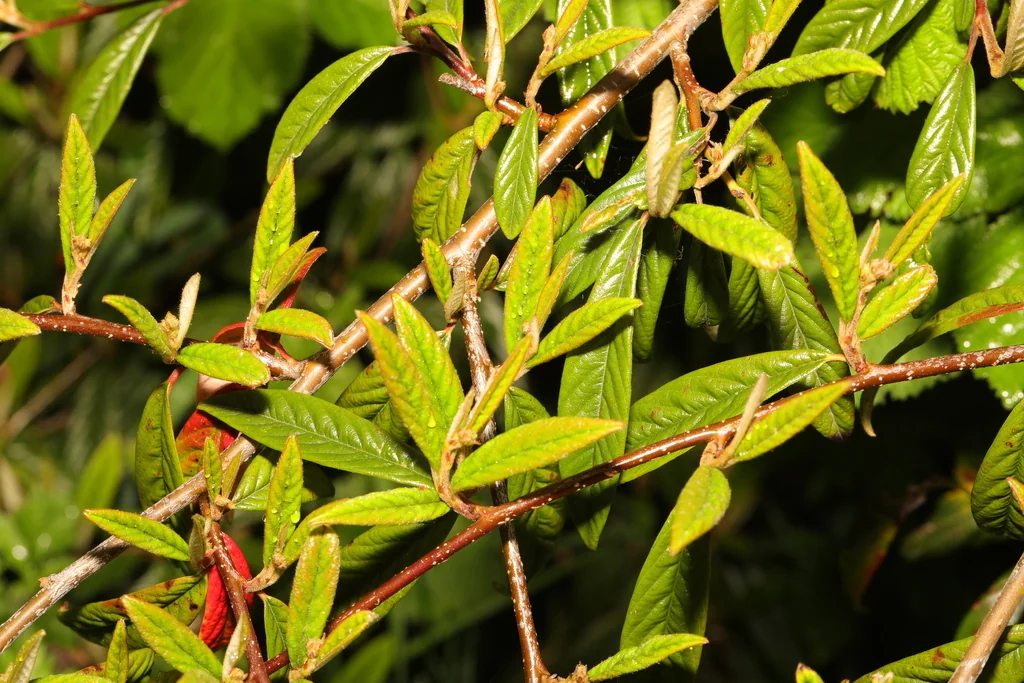 Cotoneaster Salicifolius