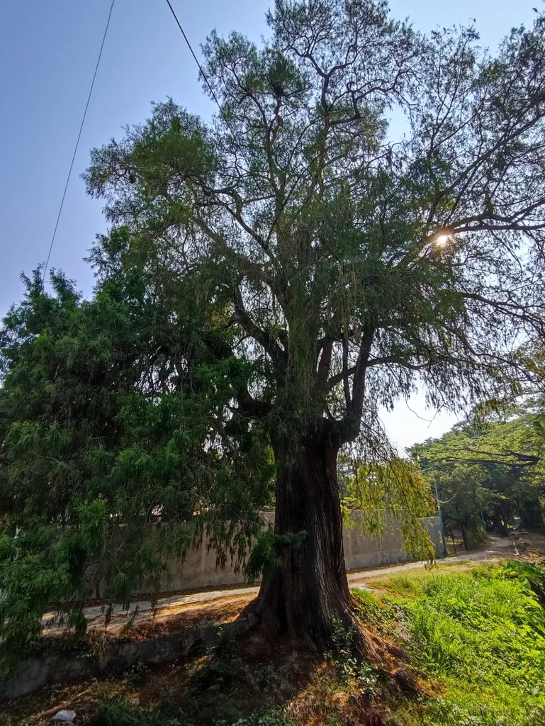 Taxodium Mucronatum
