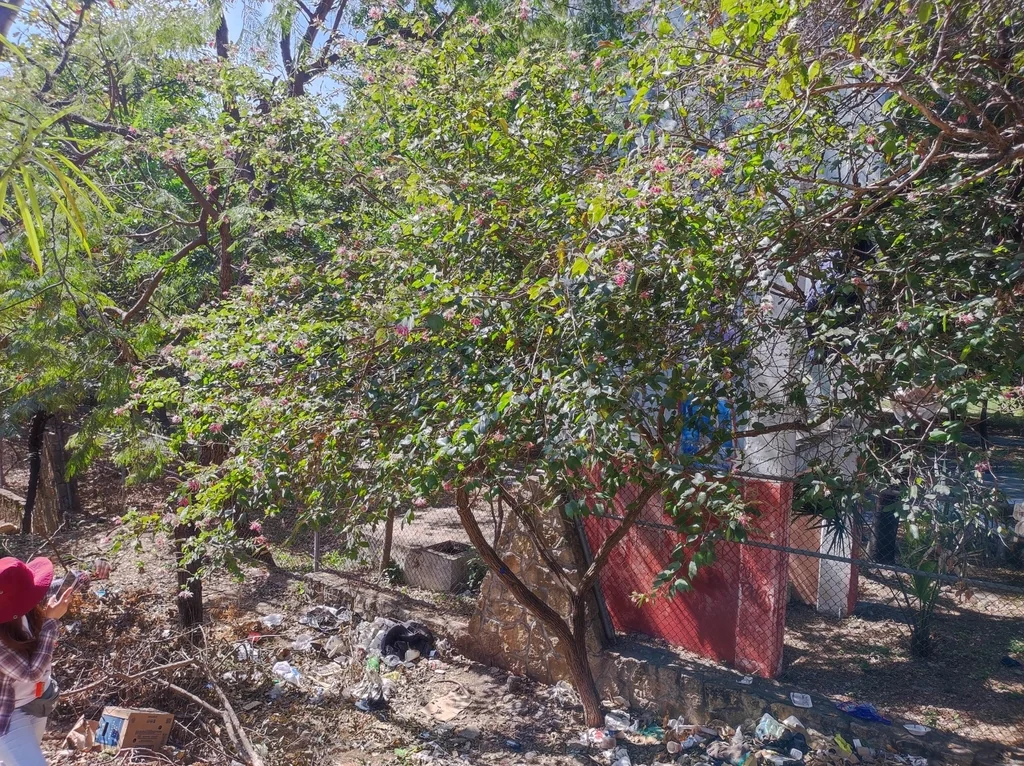 Bauhinia Mexicana