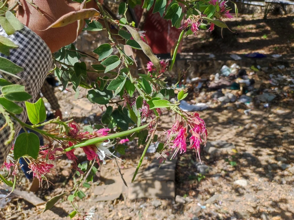 Bauhinia Mexicana
