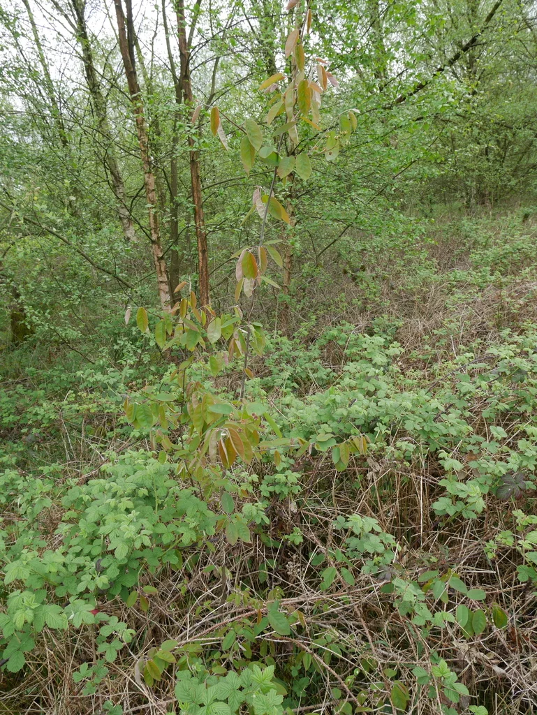 Amelanchier Lamarckii