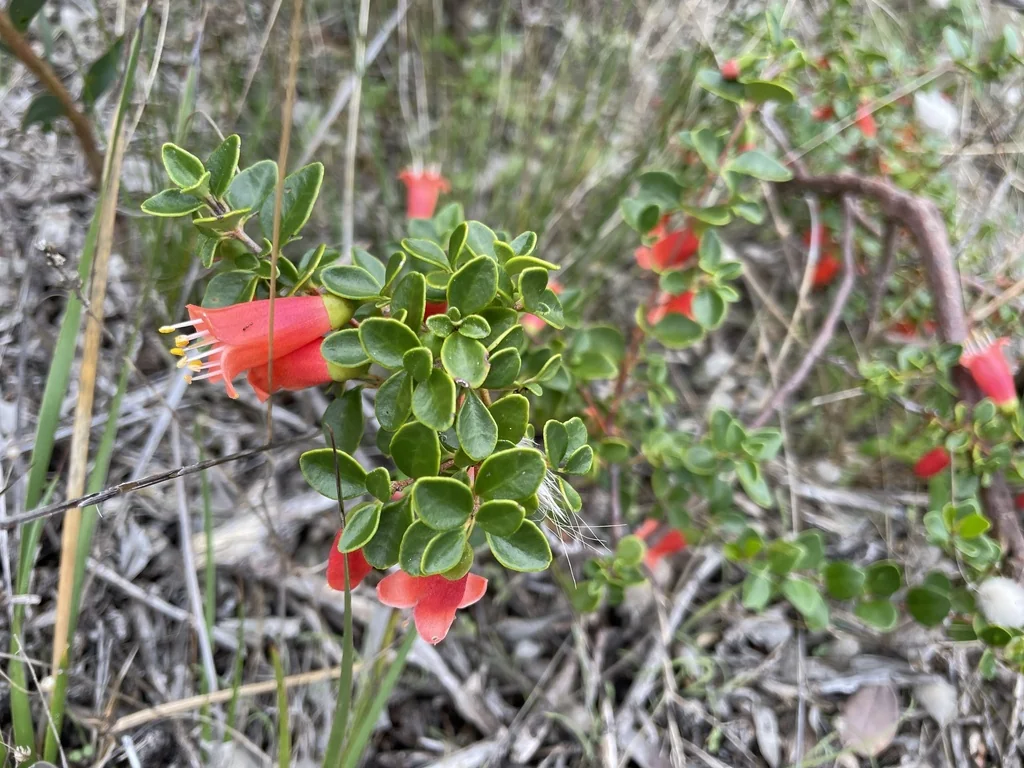 Correa Pulchella