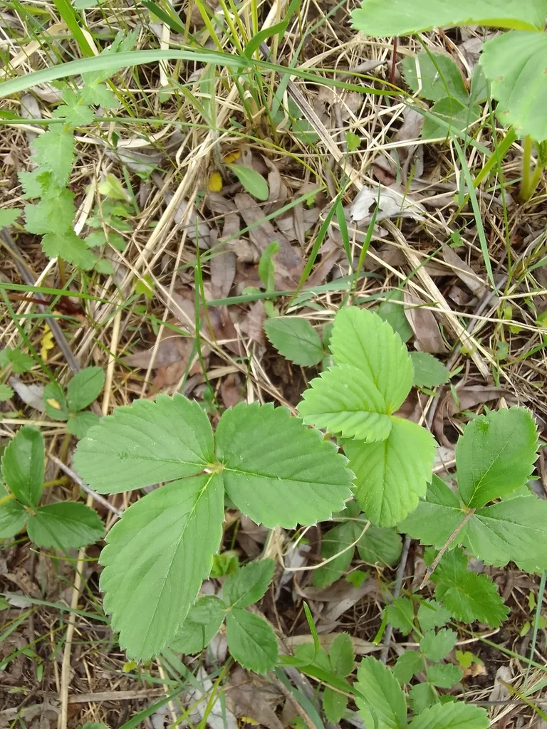 Fragaria ananassa