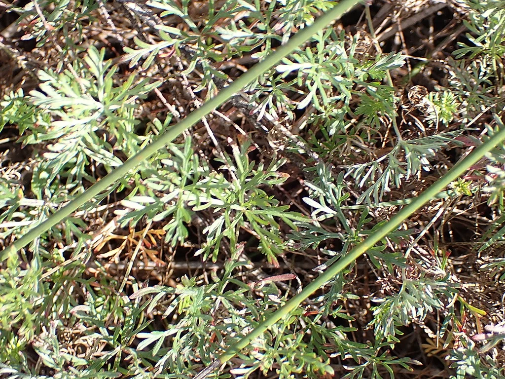 Geranium Incanum
