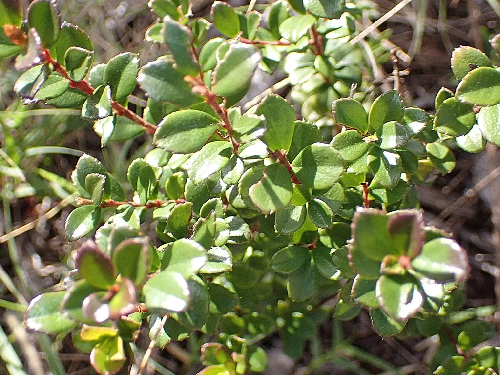 Myrsine Africana