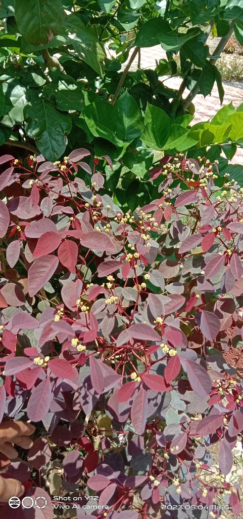 Euphorbia Cotinifolia