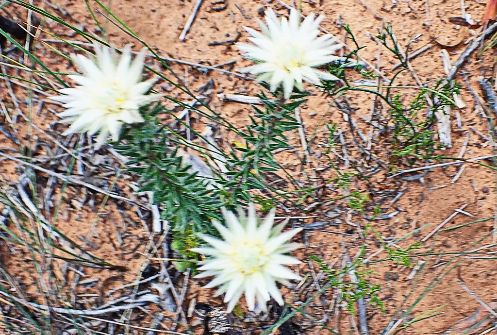 Phylica Pubescens