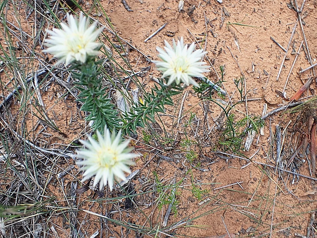 Phylica Pubescens