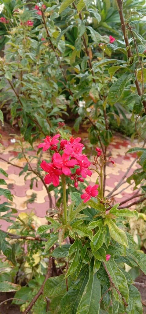 Jatropha Integerrima