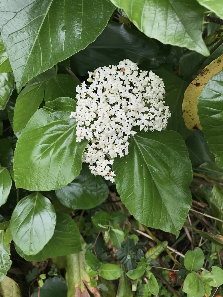 Viburnum Japonicum