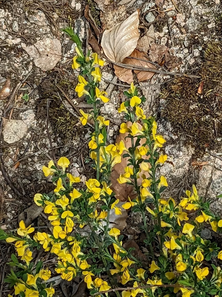 Genista Pilosa