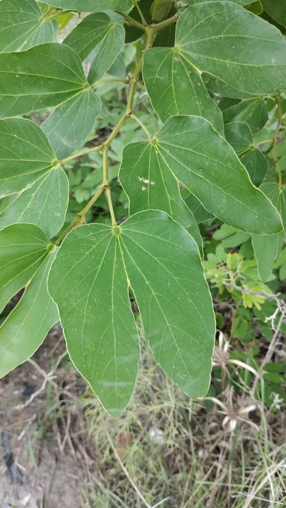 Bauhinia forficata