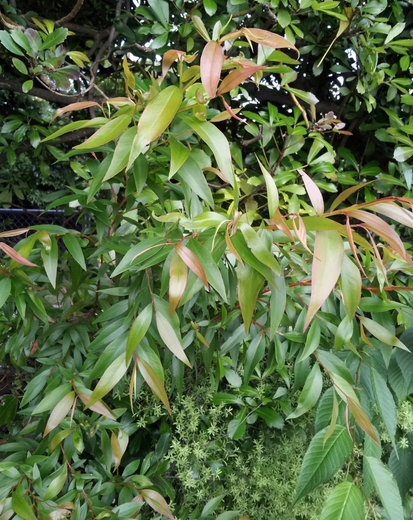 Agonis Flexuosa