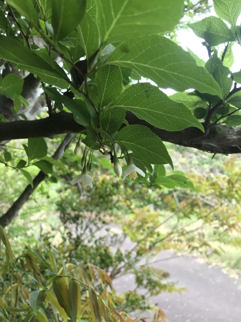 Styrax Japonicus