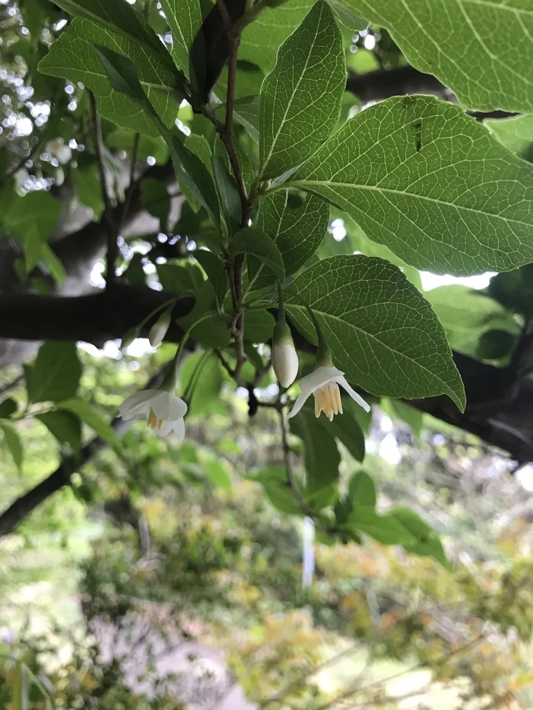 Styrax Japonicus