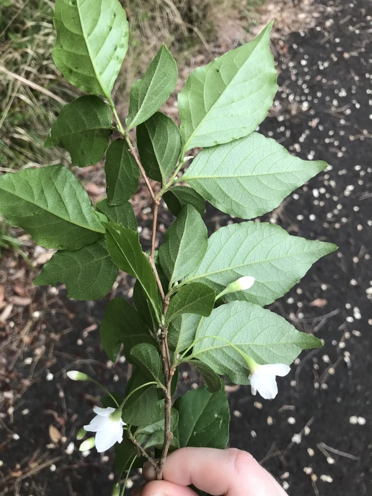 Styrax Japonicus