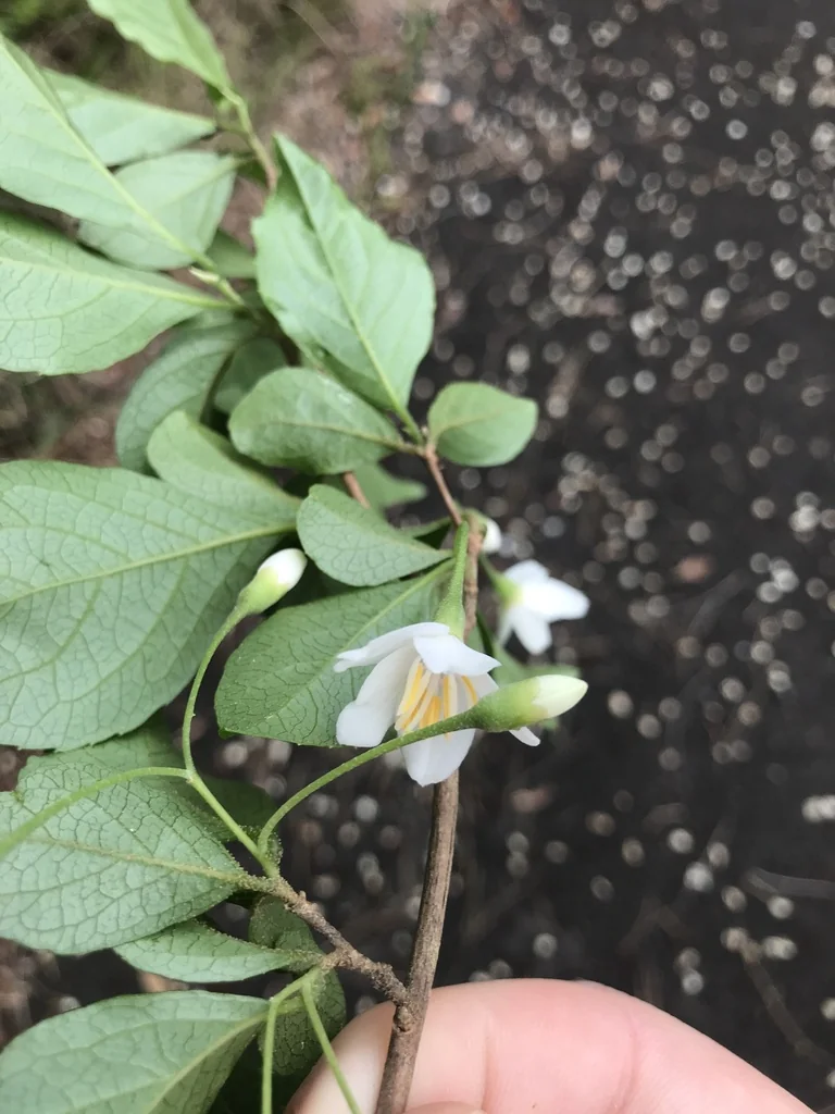 Styrax Japonicus
