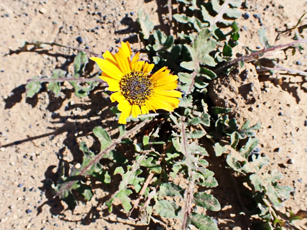 Arctotis Acaulis