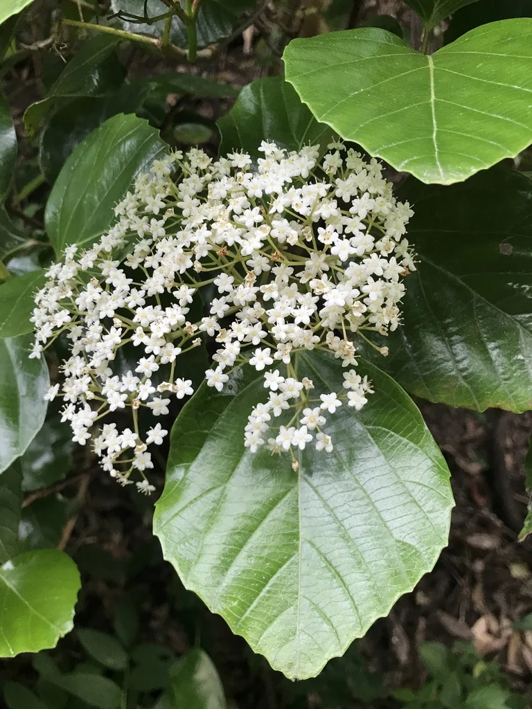 Viburnum Japonicum