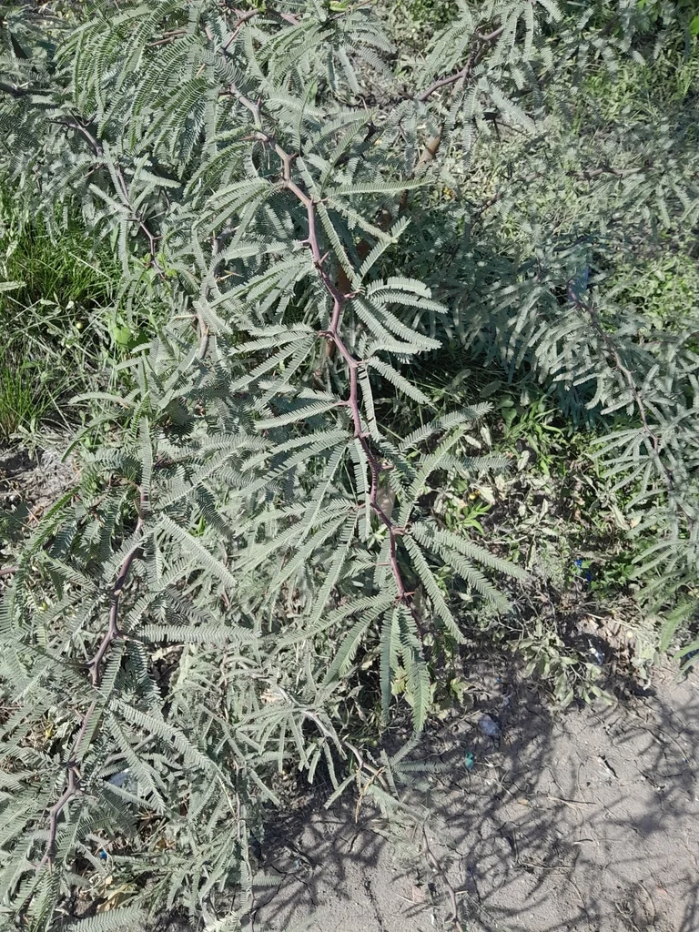 Prosopis Alba