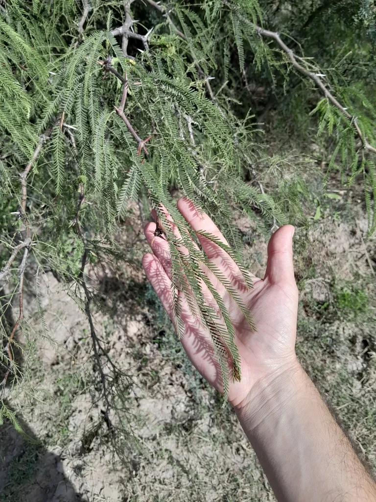 Prosopis Alba