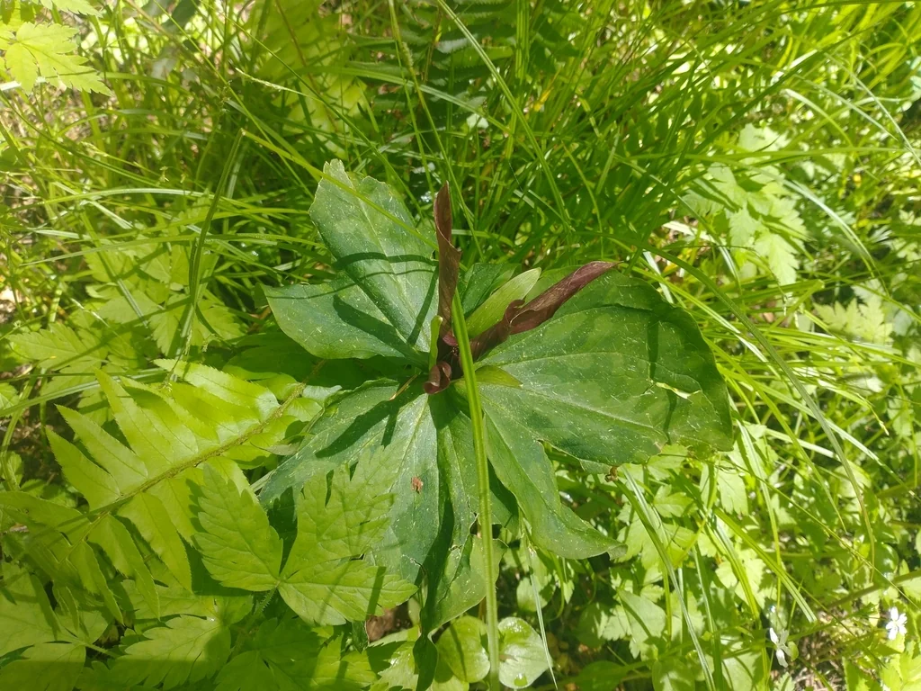 Trillium Kurabayashii