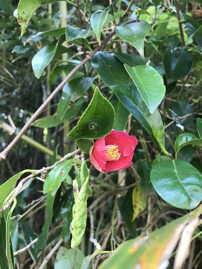 Camellia Japonica