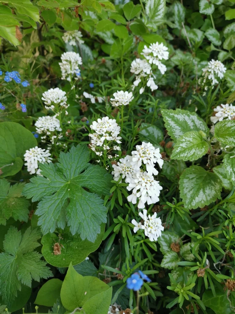 Iberis Sempervirens