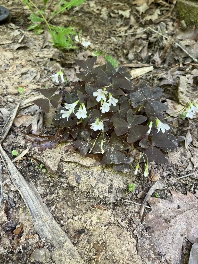 Oxalis Triangularis