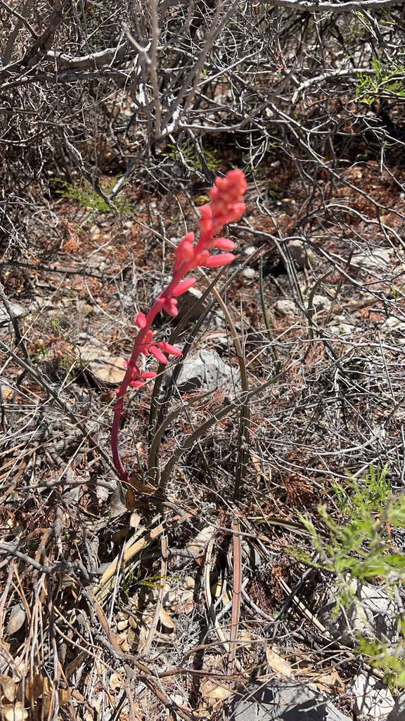 Hesperaloe Parviflora
